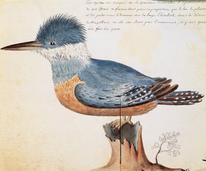 Ledňáček říční (Megaceryle torquata), Elizabeth Bay, Magellanův průliv, akvarel z lodního deníku od Jacquese Gouina de Beauchesne (1652-1730), kapitána Compagnie royale de la Mer du Sud, od roku 1698 do roku 1701, Francie od French School