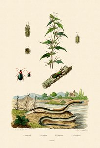 Rough Cockleburr, 1833-39 od French School