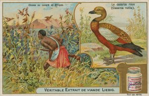 Ruddy Shelduck; lov kachen v Africe od French School