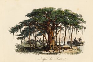 Posvátný fíkovník, Ficus religiosa, také známý jako bodhi strom, banian tree, banyan tree, pippala tree, peepul tree, peepal tree nebo ashwattha tree od French School