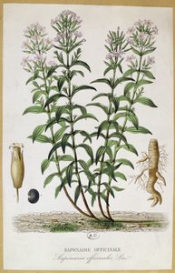 Saponaria officinalis, 19. století (barevná rytina) od French School