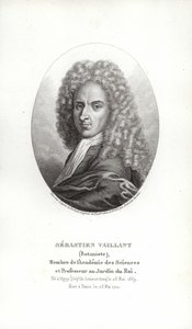 Sebastien Vaillant od French School