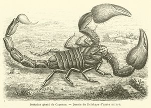 Cayenne obří škorpión (rytina) od French School