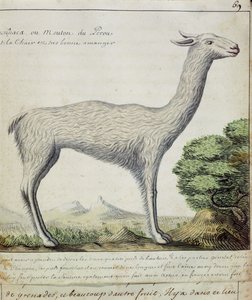 Ovce z Peru (lama nebo alpaka) (wc na papíře)