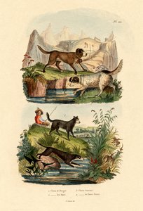 Pastýřský pes, 1833-39 od French School