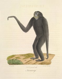 Siamang, z Přírodní historie savců (barevné lito) od French School