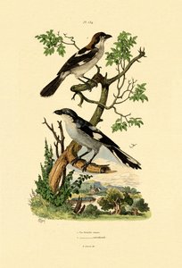 Jižní Grey Shrike, 1833-39 od French School