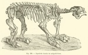 Squelette fossile du megatherium (rytina) od French School