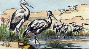 Čáp. Rytina "Buffon Alphabet des Oiseaux n 1". 3. série N 1. Zobrazování Epinalu, Epinal, konec 19. století. 16 stran. Rozměr: 28 x 21 cm od French School