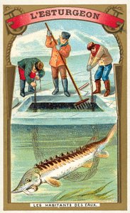 jeseter (chromolitho) od French School