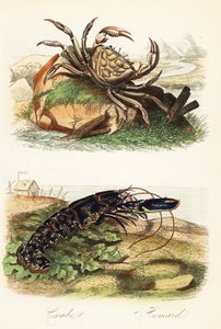 Krab tasmánský, Pseudocarcinus gigas, a humr evropský, Homarus gammarus od French School
