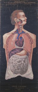 Hrudník a žaludek, z Planches Murales dAnatomie et de Physiologie od Dr. Paula Regnarda a Henryho Johnsona od French School