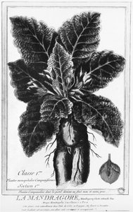 Mandragora od French School