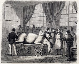 Národní veterinární škola v Alfortu - Les grandes écoles de France - Veterinární škola v Maison Alfort v roce 1866 - Operační sál - Rytina v „Le monde illustrious“ z roku 1866 od French School