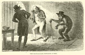 Orangutan napodobující člověka (rytina) od French School