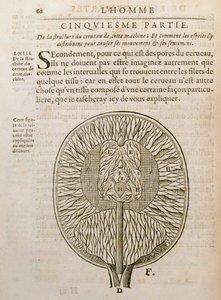 Struktura mozku, z De Homine Figuris od René Descartes (1596-1650), publikovaná v Haagu, 1662 od French School