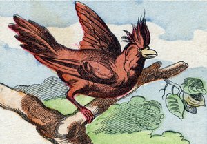Kardinál. Rytina "Buffon Alphabet des Oiseaux n 2". 3. série N 2. Zobrazování Epinalu, Epinal, konec 19. století. 16 stran. Rozměr: 28 x 21 cm od French School