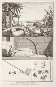 Pěstování bavlny, z encyklopedie Denise Diderota (1713-84), vyryl A. Provost (fl.1834-55), kolem 1760 od French School