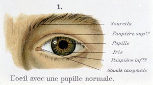 Oko s normální zornicí (detail) od French School