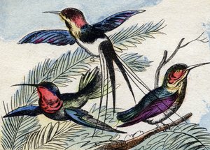 Kolibřík. Rytina "Buffon Alphabet des Oiseaux n 2". 3. série N 2. Zobrazování Epinalu, Epinal, konec 19. století. 16 stran. Rozměr: 28 x 21 cm od French School