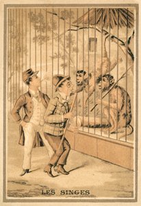 opice (chromolitho) od French School