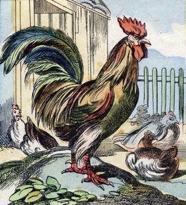 Kohout. Rytina "Buffon Alphabet des Oiseaux n 2". 3. série N 2. Zobrazování Epinalu, Epinal, konec 19. století. 16 stran. Rozměr: 28 x 21 cm od French School