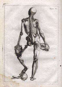 Tato figura může uspokojit zvědavost těch, kteří chtějí vidět Corps depouille to the Bones – rytina „Abstraktní anatomie, přizpůsobená umění malířství a sochařství“ – „“ Abrege d