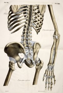 Hrudník, z Anatomické desky lidského těla provedené podle přirozených rozměrů, doplněné vysvětlujícím textem Vydalo cte de Lasteyrie od French School