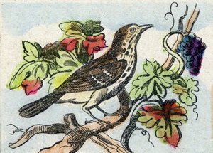 Drozd. Rytina "Buffon Alphabet des Oiseaux n 1". 3. série N 1. Zobrazování Epinalu, Epinal, konec 19. století. 16 stran. Rozměr: 28 x 21 cm od French School
