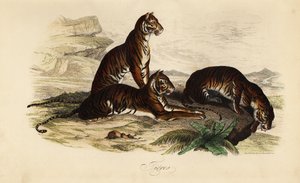 Tygr, Panthera tigris od French School