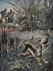Lov tygrů v džunglích v Indii: blatníky jsou za sítí a lovci jsou v bezpečí na belvederu. Rytina v "" Le Pelerin ", dne 05.02.1899. Selva Coll. od French School