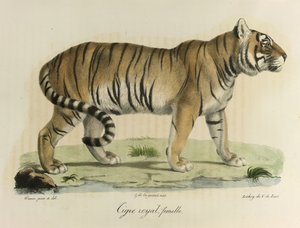 Královský tygr, samice. Samice královského tygra, z Natural History of savců (barva litho) od French School
