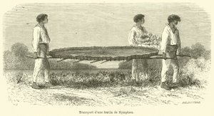 Přeprava listu Nymphaea (rytina) od French School