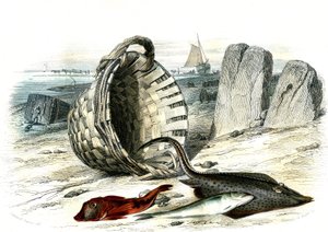 Trigle grondin (Trigle cuculus), treska bezvousá (merlangius merlangus), raie grondin (dipturus batis) - Deska extrahovaná z Histoire Naturelle od Bernarda Germaina de Lacepede (1856-1925), vydání P.Furme, Paříž od French School
