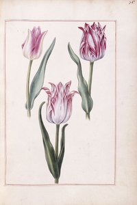 Tulipány, 18. století od French School