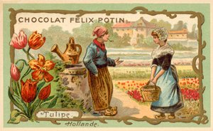 Tulipány, Nizozemsko (chromolitho) od French School