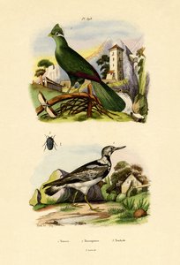 Turaco, 1833-39 od French School