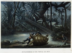 Želva mořské želvy - v „“ Le monde de la mer “ od Alfreda Fredola, Hachette, Paříž od French School