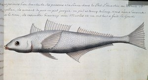 Neznámá ryba, Magellanův průliv, akvarel z lodního deníku Jacques Gouin de Beauchesne (1652-1730), kapitán Compagnie royale de la Mer du Sud, od roku 1698 do roku 1701, Francie od French School