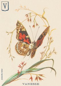 V: Vanesse (Vanessa cardui nebo steplady nebo Vanesse du thistle) od French School