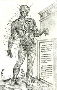 Cévní systém podle Charlese Etienna, z knihy De dissectione partium corporis humani libri tres, 1545 (čb tisk) od French School