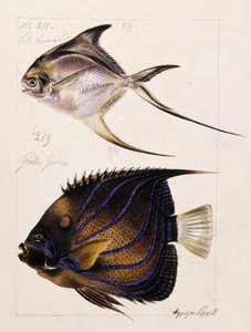 Velle... Atd, kolem roku 1850 od French School