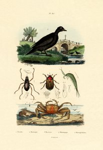 Velvet Scoter Duck, 1833-39 od French School