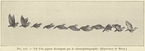 Let rozloženého holuba pomocí chronofotografie od French School