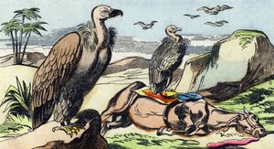 Supi. Rytina "Buffon Alphabet des Oiseaux n 1". 3. série N 1. Zobrazování Epinalu, Epinal, konec 19. století. 16 stran. Rozměr: 28 x 21 cm od French School