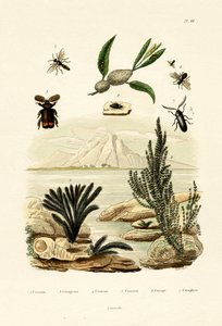 Vosa, 1833-39 od French School