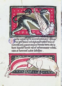 Divočák a grifonek, miniatura ze Saltykowchsh Edrin Bestiary od French School