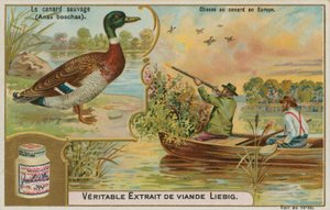 Divoká kachna; lov kachen v Evropě od French School