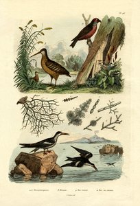 Woodcock, 1833-39 od French School