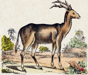Xantarus. Gravírování v „“Abeceda zvířat sauvages““. 9. série. Obrázky Epinal, Pellerin, tiskárna-nakladatel, kolem roku 1870. Rytiny na dřevě, šablona. 16 stran. Rozměr: 20 x 15 cm. Soukromá sbírka od French School